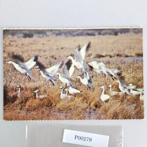 Vintage Postcard 1970s Snow Geese Cape Hatteras North Carolina Unused NC Birds